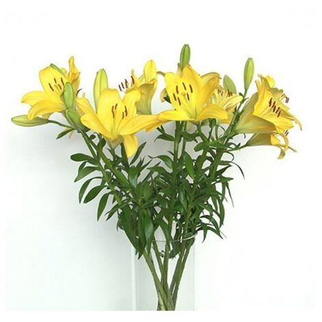 JARDIN202 - Liliums LA  Flor Natural  Ramo de 10 tallos  80cm de alto   (Amarillo)