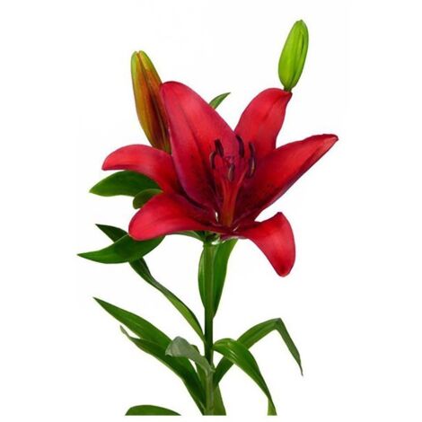 JARDIN202 - Liliums LA Flor Natural Ramo de 10 tallos 80cm de alto (Rojo)