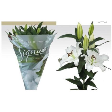 JARDIN202 - Liliums LA  Flor Natural  Ramo de 10 tallos  80cm de alto   (Oriental Blanco)