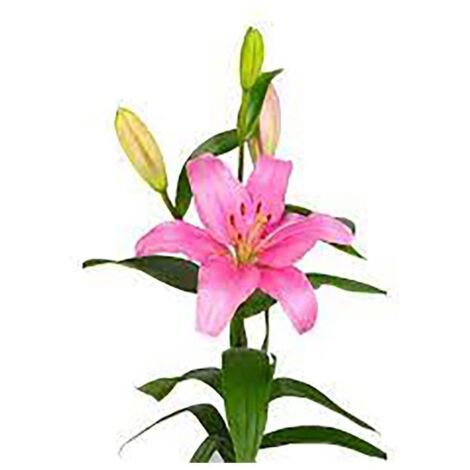Liliums LA Flor Natural Ramo de 10 tallos 80cm de alto