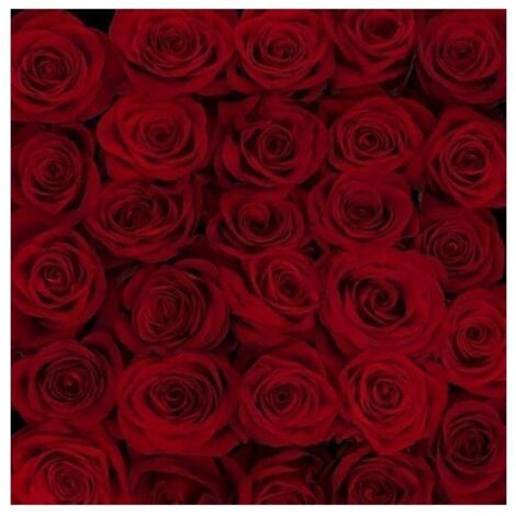 JARDIN202 - Rosas Variadas Flor Natural Ramo de 12 tallos 60cm de alto (Rojas Freedom)