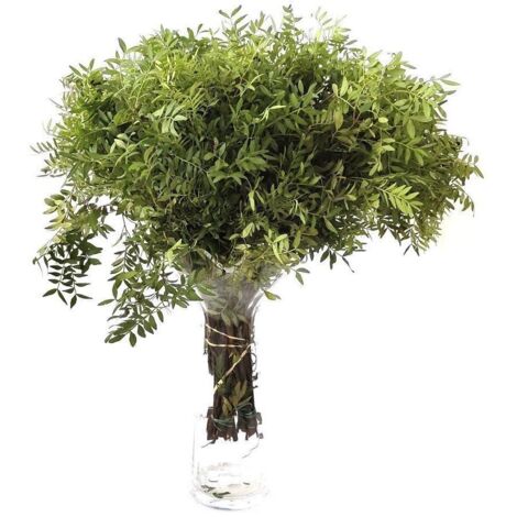 Lentisco  Flor Natural  Ramo de 50 tallos  Verde  60cm de alto