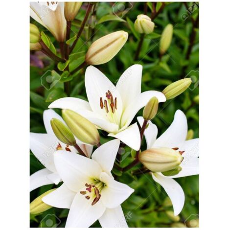 JARDIN202 - Liliums LA  Flor Natural  Ramo de 10 tallos  80cm de alto   (Blanco)