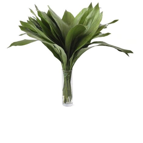 Aspidistras Flor Natural Ramo de 50 tallos Verde 70cm de alto