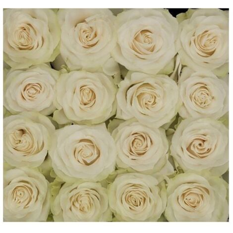 JARDIN202 - Rosas Variadas Flor Natural Ramo de 25 tallos 60cm de alto (Blancas Mondial)