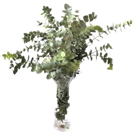 Eucaliptus Cinerea  Flor Natural  Ramo de 5 tallos  Verde  70cm de alto