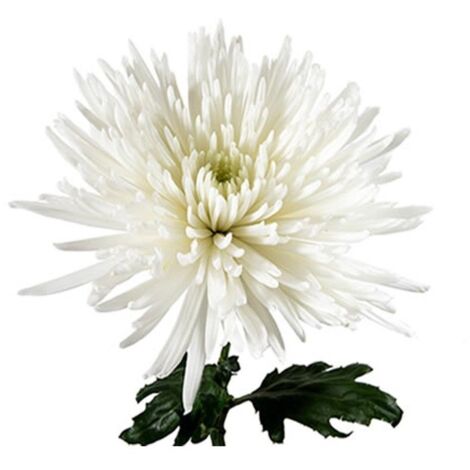 JARDIN202 - Crisantemo Uniflor  Flor Natural  Ramo de 10 tallos  Perfecta para el día de los santos   (Anastasia Blanco)
