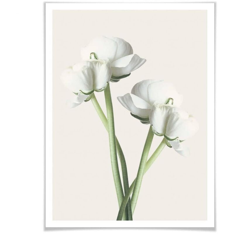 Wohnzimmer mit Botanik weiß floral Set Vintage Blumen 50x60cm Bilderrahmen Ranunkeln (4-teilig) Poster