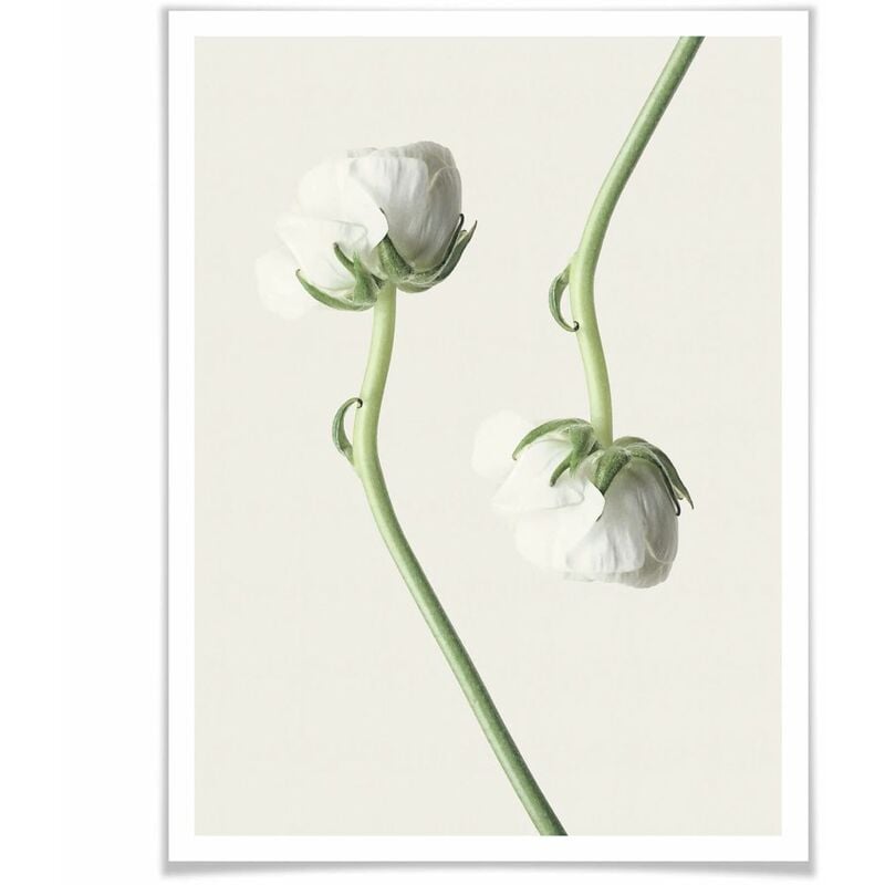 Wohnzimmer Poster Set mit Bilderrahmen Vintage Botanik Blumen floral weiß  Ranunkeln (4-teilig) 50x60cm