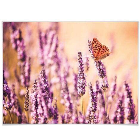 Fotografie Natur Blumen Wanddeko Schmetterling Poster Lavendel 30x24cm