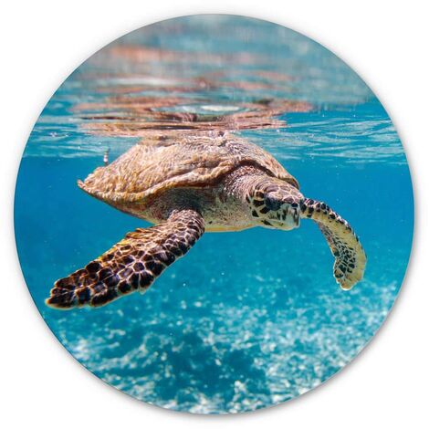 Alu-Dibond-Poster Rund Metalloptik Wandbild Schildkröte auf Reisen Ozean  Fische Badezimmer Ø 30cm