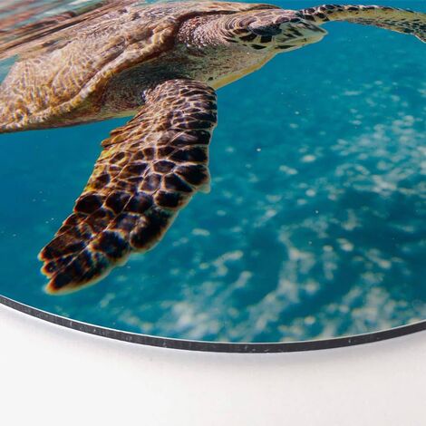 Alu-Dibond-Poster Rund Metalloptik Wandbild Schildkröte auf Reisen Ozean  Fische Badezimmer Ø 30cm