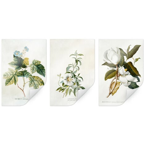 Poster Set Botanik Pflanzen Wandbild individuelles Motiv Ehret Blumen Trio  Zistrose Magnolie Rubus 30x45cm
