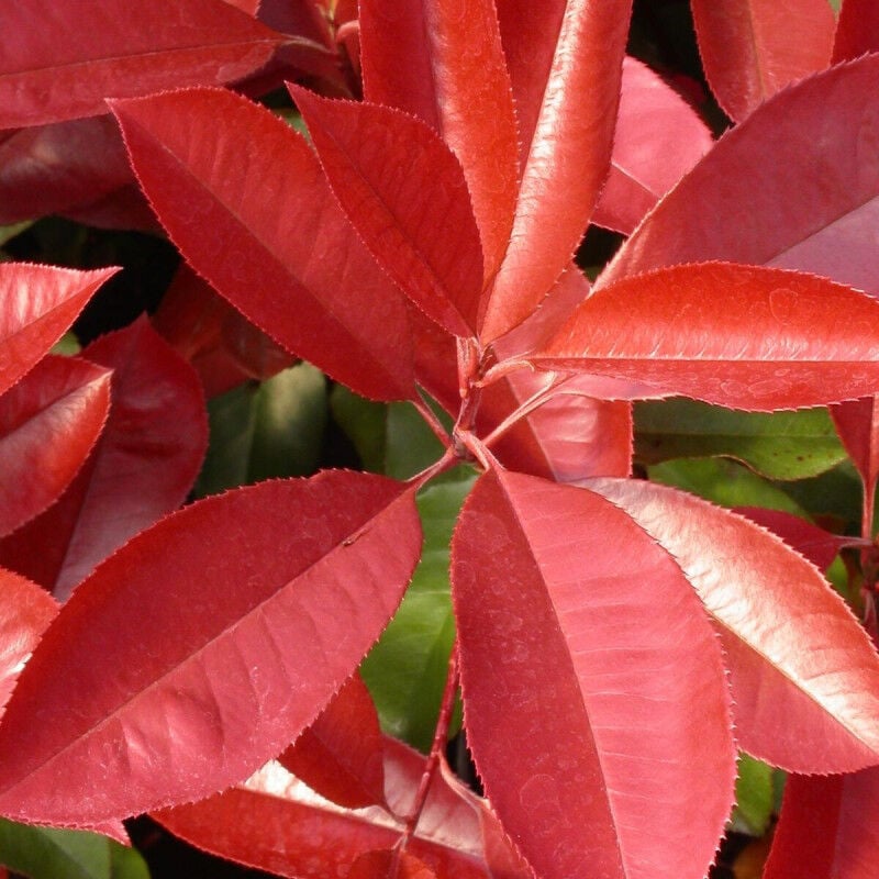 Photinia Carré Rouge/Pot de 5L