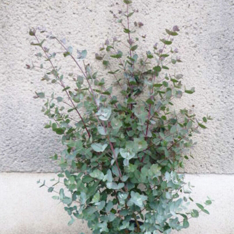Eucalyptus gunni/Pot de 4L 2