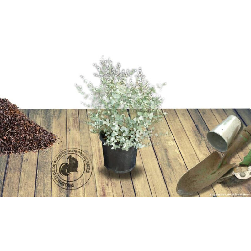 Eucalyptus gunni/Pot de 4L 3