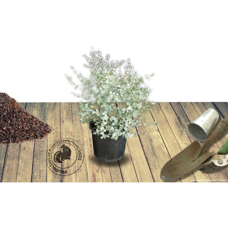 Eucalyptus gunni/Pot de 4L 4