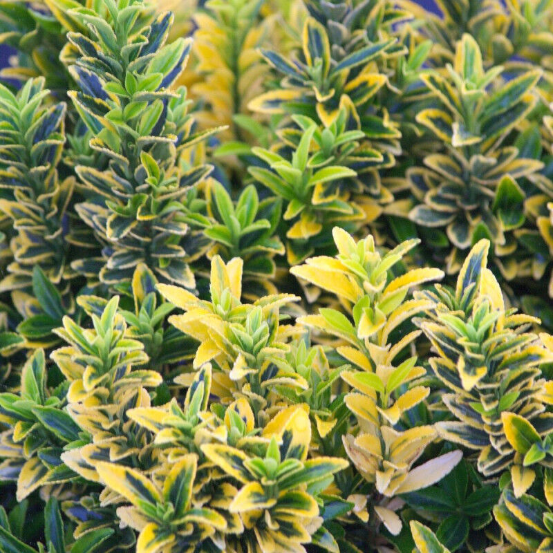 Fusain du Japon Microphyllus Albovariegatus/Pot de 7,5L