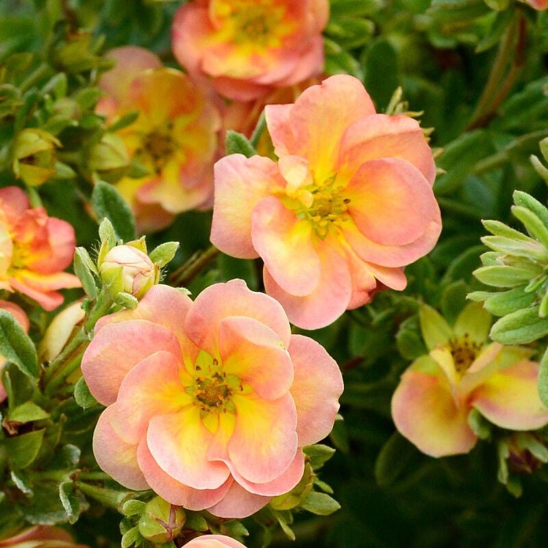Potentille arbustive Double Punch® Peach 'MINJARO01'/Pot de 1,5L