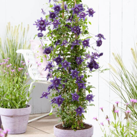 Clématite florida Kokonoe®/Pot de 1,5L - Tuteur bambou 30/60 cm