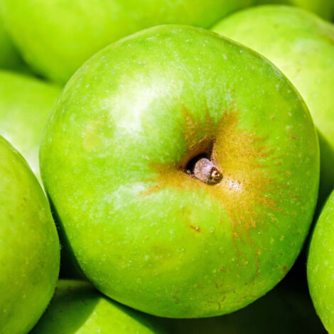 Pommier Granny Smith/Pot de 12L (1/5)