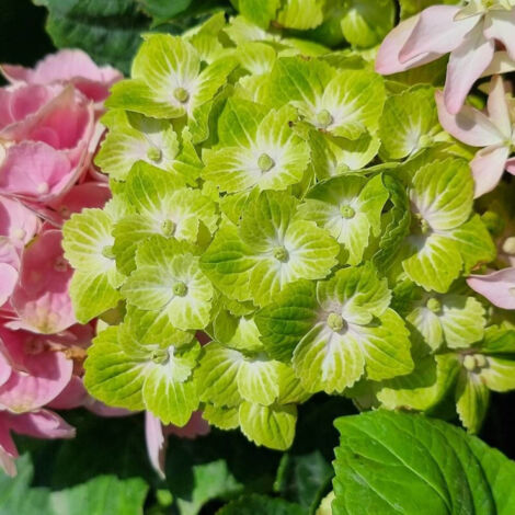 Hortensia Green Ever Belles® 'Hortmagreclo', Hydrangea macrophylla/Pot de 1,5L - 20/40 cm (1/3)