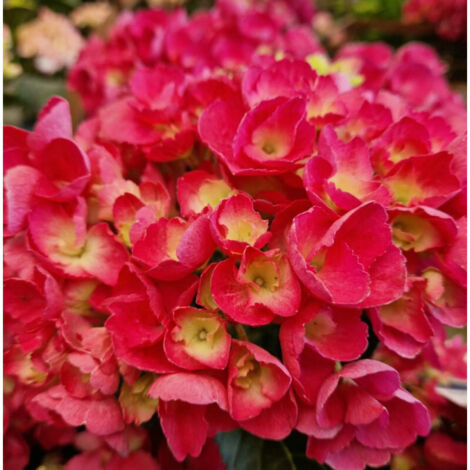 Hortensia Julisa, Hydrangea macrophylla/Pot de 1,5L - 20/40 cm (1/3)