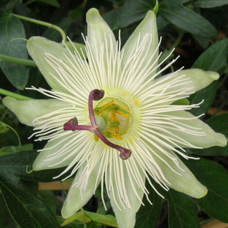 Passiflore Constance elliot/Godet - 5/20 cm