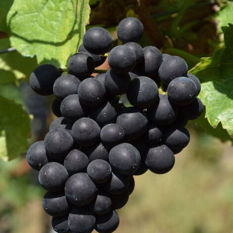 Vigne Autumn Royal, Vigne de table/Pot de 3L - Echelle bambou 60/120 cm (1/4)