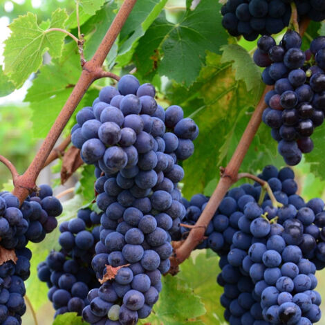 Vigne fraise Isabella/Pot de 1,5L (1/2)