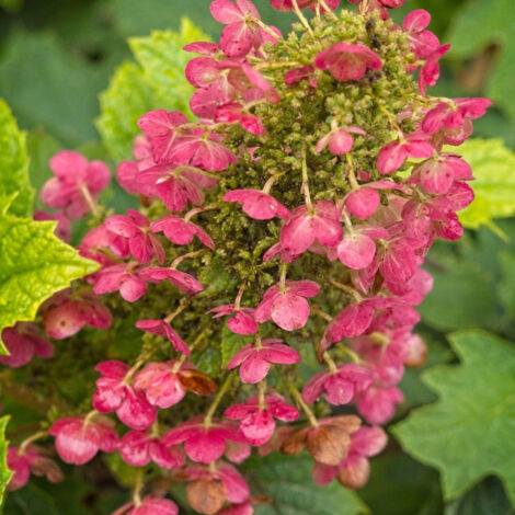 Hortensia à feuilles de chêne Amethyst, Hydrangea quercifolia/Pot de 1,5L - 20/40 cm (1/2)