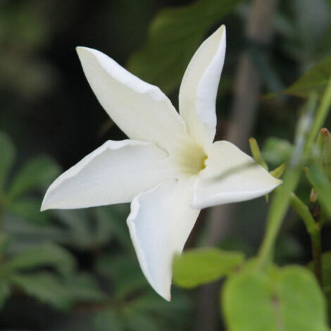 Jasmin du Chili/Godet - 5/20 cm