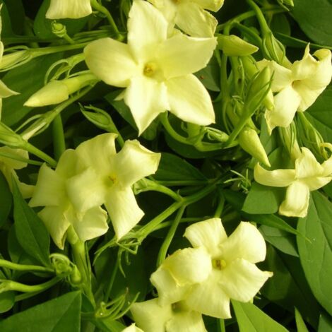 Jasmin blanc Clotted Cream® 'Devon Cream'/Godet