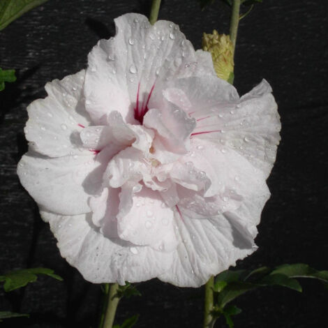 Hibiscus, Althéa Eruption® 'Mineru'/Pot de 10L (1/3)
