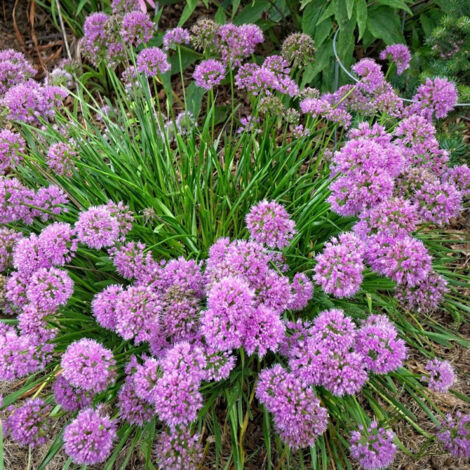 Ail d'ornement Millenium – Hauteur 40-50 cm – Fleurs violettes parfumées – Exposition ensoleillée à mi-ombre – Rustique jusqu'à -22°C (1/5)