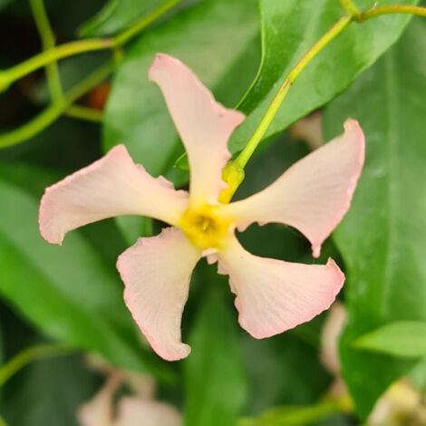 Jasmin étoilé Rose d'Inde/Godet - 5/20 cm