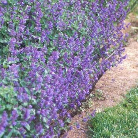 Herbe à chat - Nepeta x faassenii 'Superba