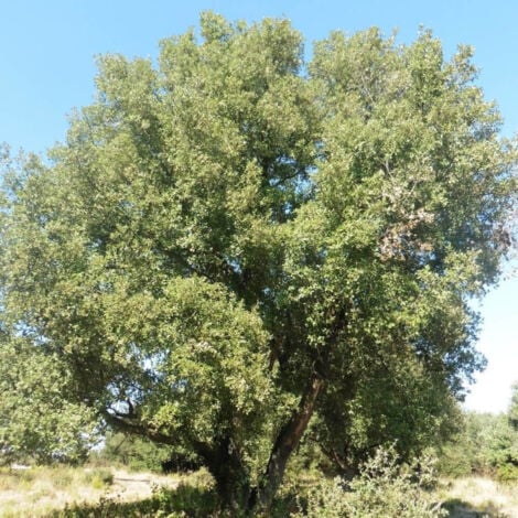 Chêne vert/Pot de 7,5L