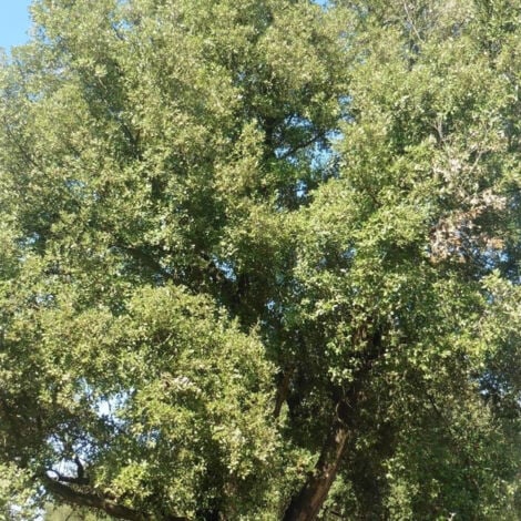 Chêne vert/Pot de 7,5L