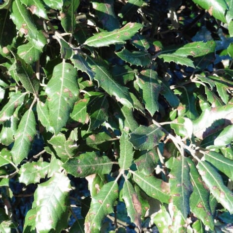 Chêne vert/Pot de 7,5L