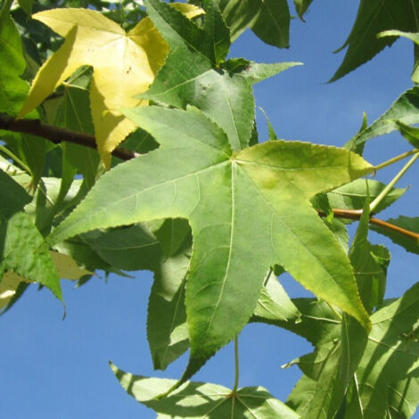 Copalme d'Amérique, Liquidambar/Pot de 25L - 200/250 cm (1/5)