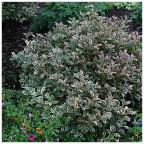 Weigela florida All Summer® 'Verweig8'/Pot de 4L