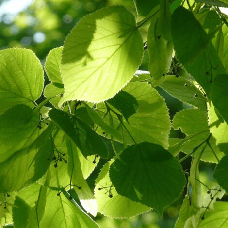 Tilleul à petites feuilles/Pot de 7,5L