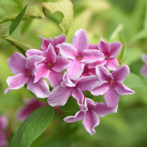 Jasmin Starry Summer Scent 'Ganmin 1701' – Fleurs bicolores jusqu'à 5 cm – Feuillage brillant vert foncé – Rustique jusqu'à -15°C