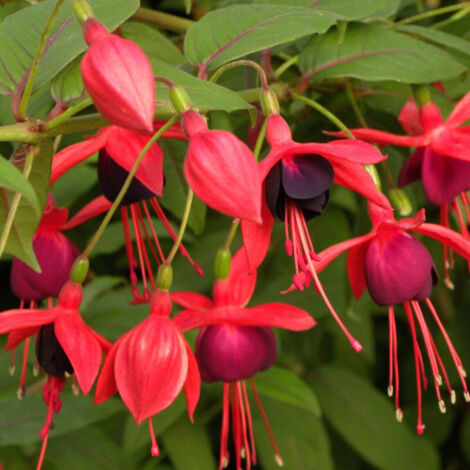 Fuchsia Lady Boothby/Godet - 5/20 cm