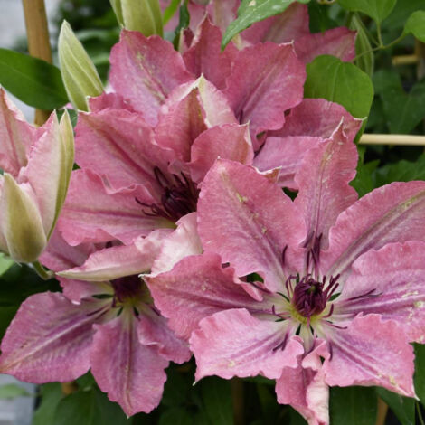 Clématite Sarah Elisabeth™ 'Evipo098'/Pot de 2,5L (1/5)