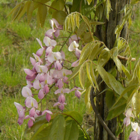 Glycine soyeuse Rosea/Godet - 5/20 cm (1/5)
