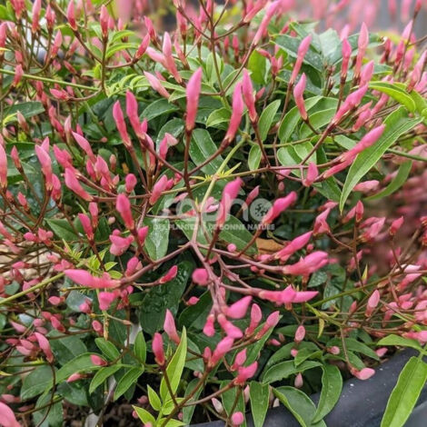 Jasmin Starry® Night 'Mormin1201'/Pot de 1,5L - Tuteur bambou 30/60 cm