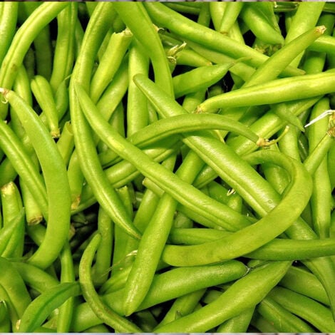 Graines De Haricot Nain Filet Mangetout Crockett