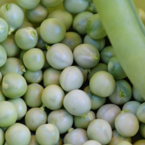 Graines de Pois Nain grain rond Petit Provençal - Vilmorin/Boite - 20 mètres (1/2)